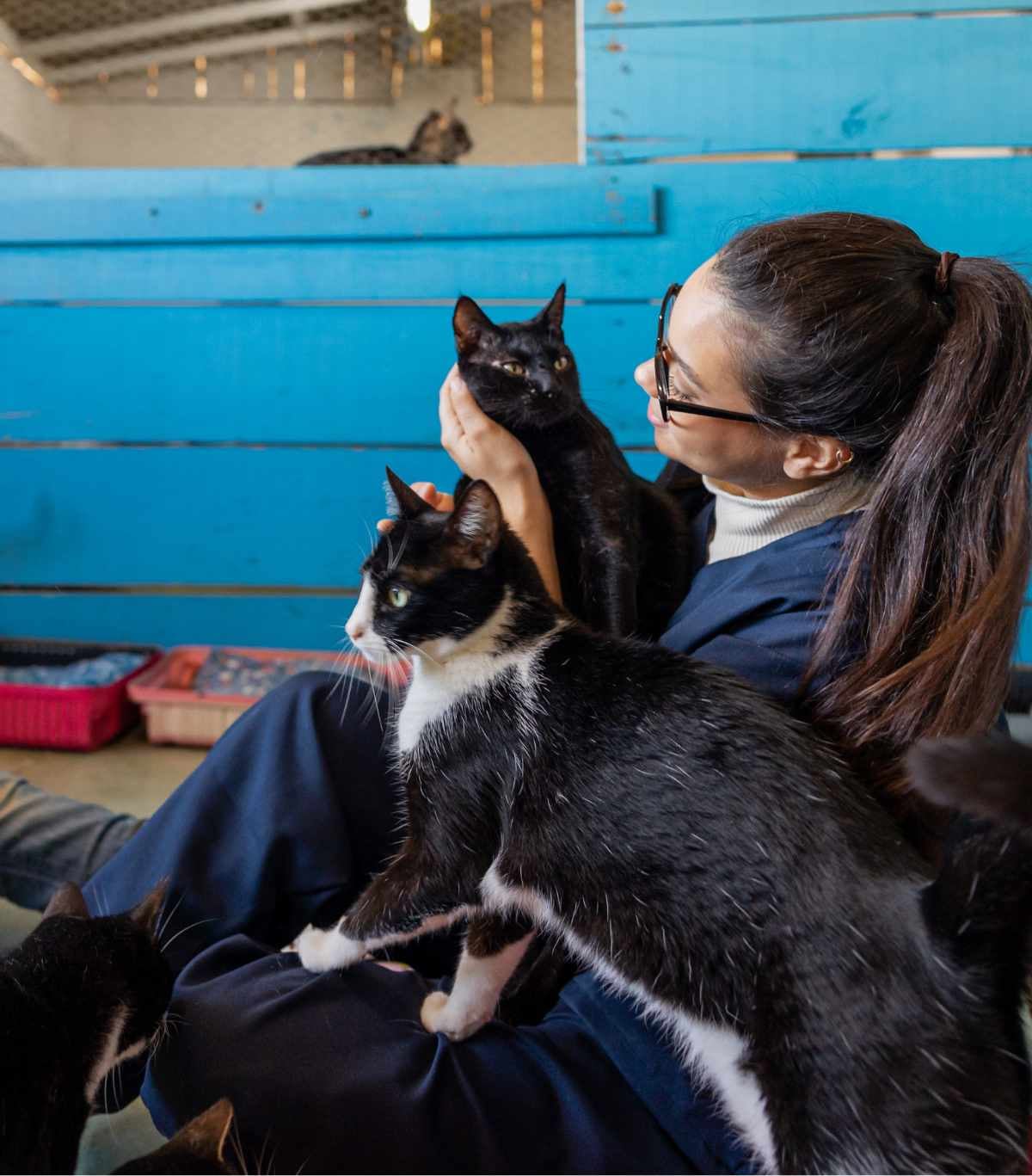 Voluntară Felis Catus petrecând timp cu pisici aflate în îngrijire