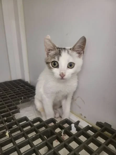 Moxie la cabinetul veterinar