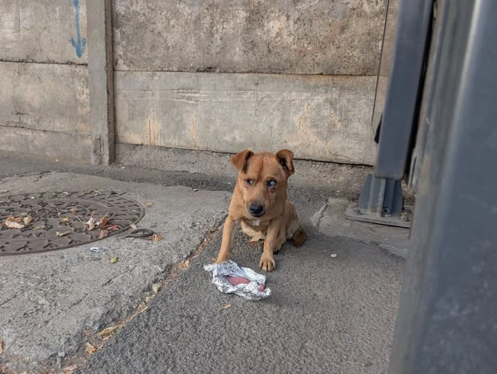 Poncho pe stradă, înainte să îl ducem la medic