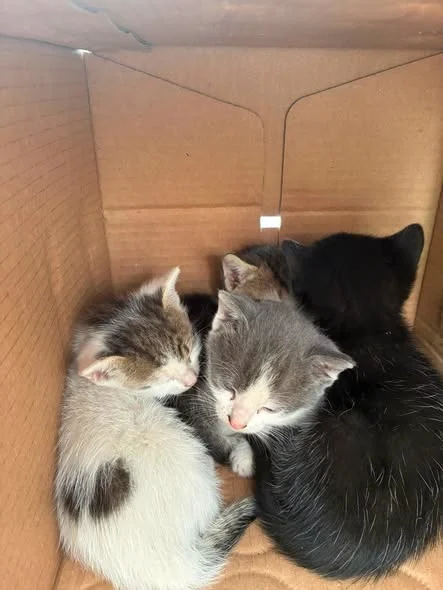 Puii din Bucovăț, împreună într-o cutie