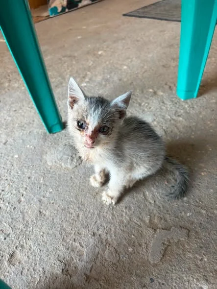 Unul dintre puii găsiți în Dăneți