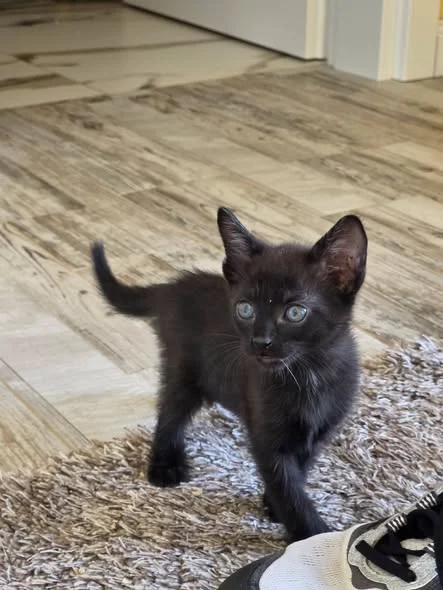 Un pui negru din grupul găsit la depozit