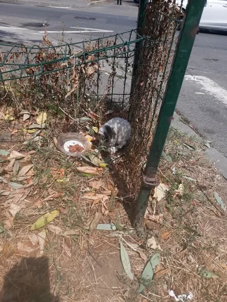 Puiul rănit în locul unde a fost găsit