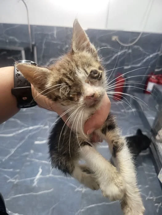 Rosa în timpul îngrijirii veterinare
