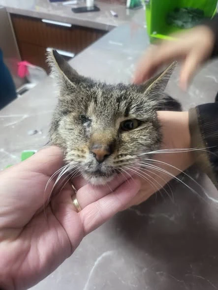 Seraphina în timpul examinării veterinare